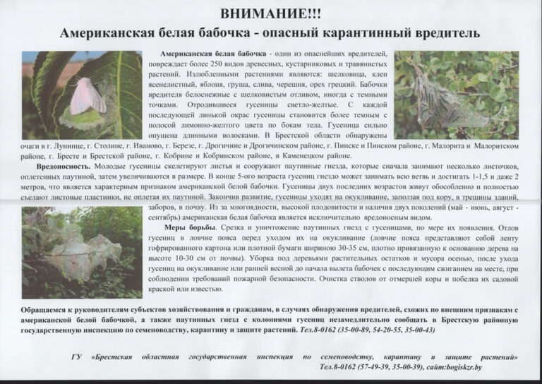 В случаях обнаружения вредителей. Американская бабочка