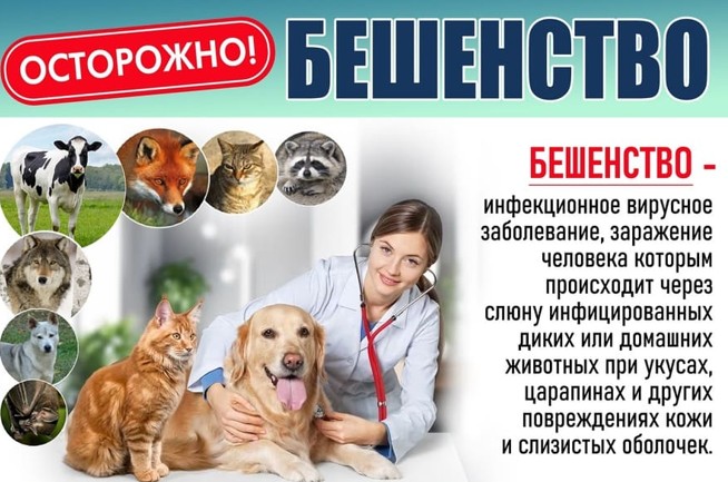 Бешенство